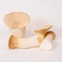 قارچ شاه صدفی