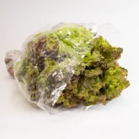 کاهو فرانسوی